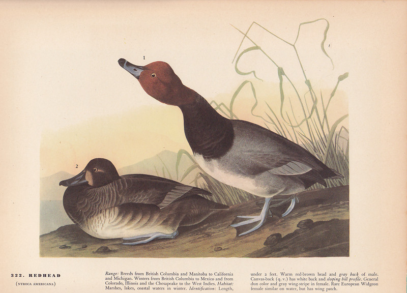 Audubon 1942 Vintage Birds #322 «Redhead Ducks» Full Color Art Plate Lithograph