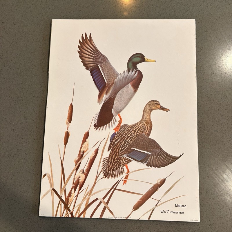 Vintage Mallard Duck Wildlife Lithograph Wm Zimmerman Bernard Picture Co 12×16