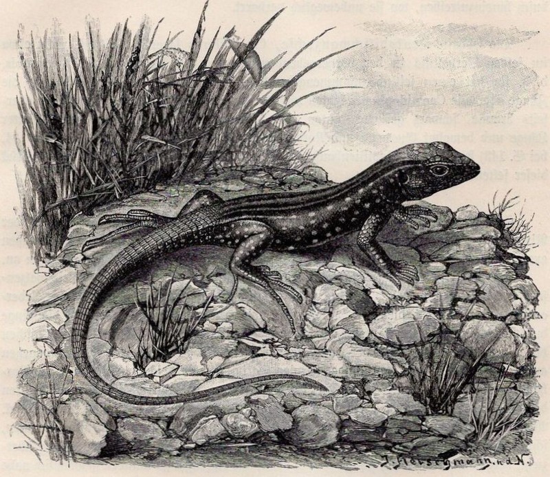 WHIPTAIL LIZARD – Spotted Tropical Runner Polka dots 1900 Antique Wood Engraving