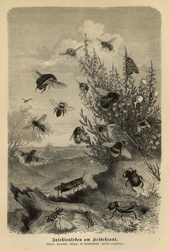 Antique Print-INSECT-BEE-FLIE-HEATHER-HONEY-Brehm-1892