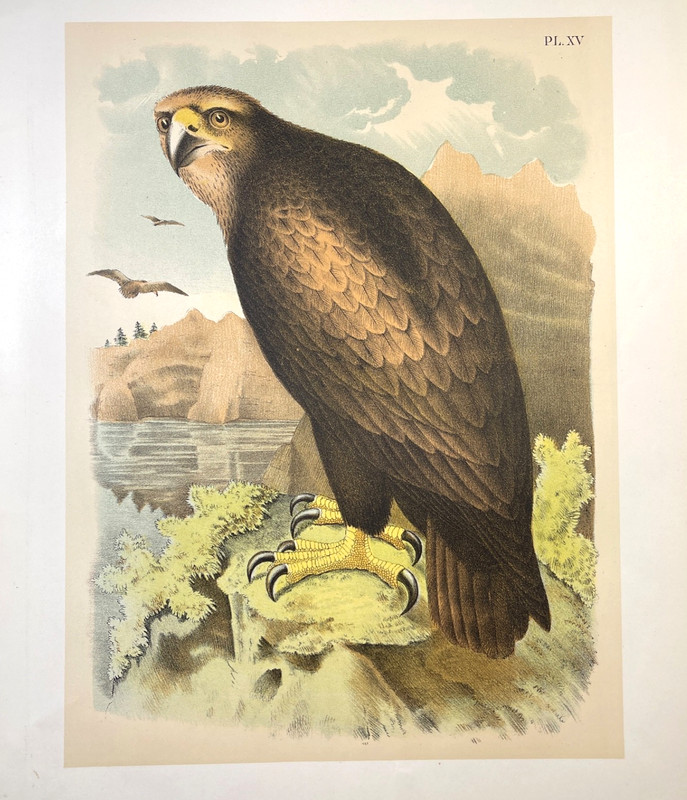 1878 Studer Chromolithograph Sea Eagle Antique Zoological Bird Illustration