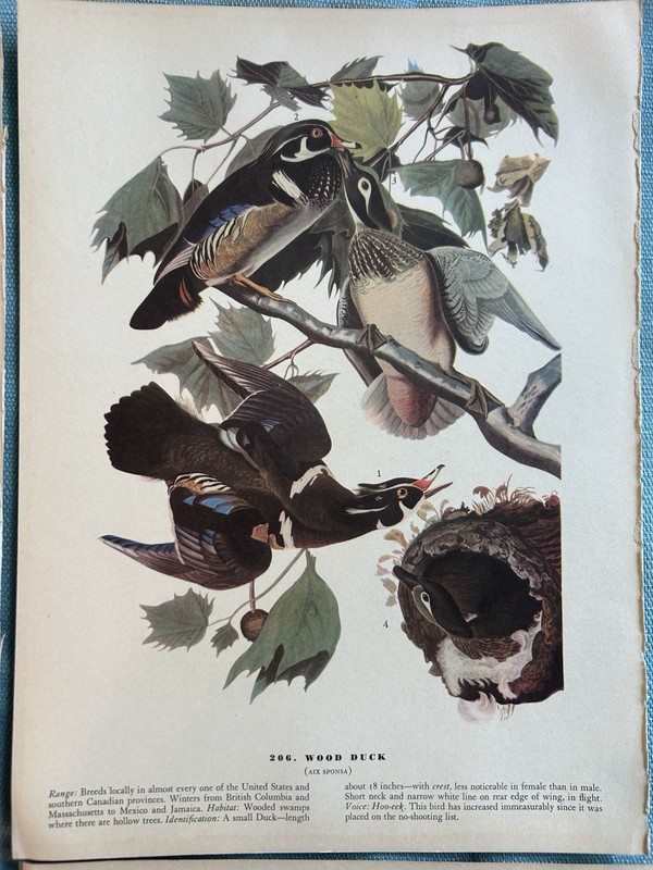 Vintage Audubon Birds of America Book Plates LOT of 6 Mixed Birds Pages 12 x 9 gallery
