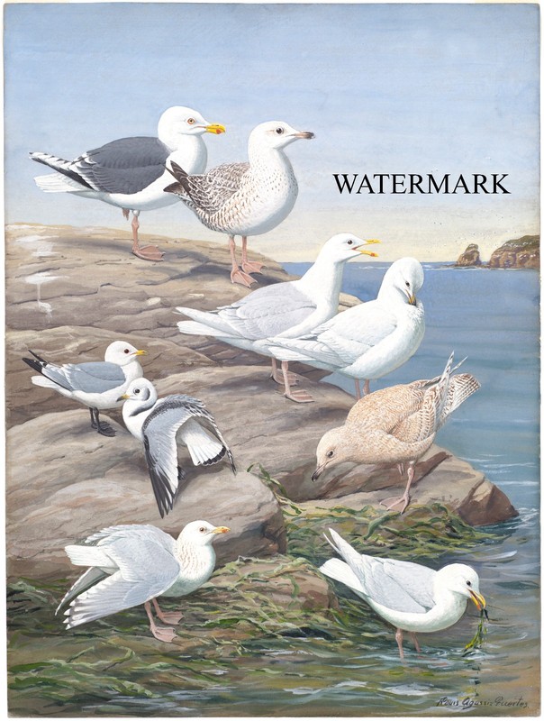 1920s Louis Agassiz Fuertes REPRO Bird Panel 5 Great Black-backed Gull, Glaucous
