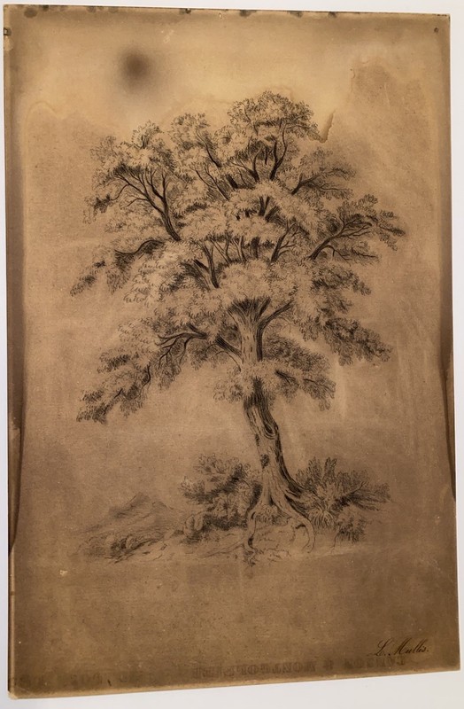 Antique Tree Study Print Signed In Plate L Mullis Sepia Tone 18×12 Art Sheet