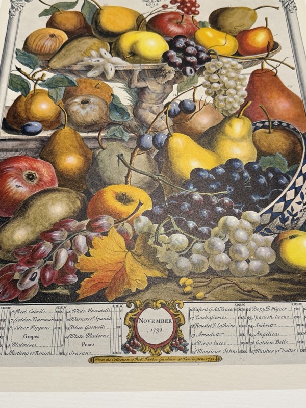 12 Months Of Fruits NOVEMBER Robert Furber 16 X 21 Unframed – Penn Prints 1970