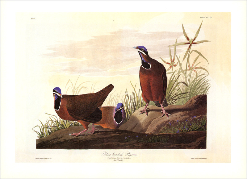1997 Vintage Print Blue Headed Quail Dove Pigeon Bird Illustration Image Audubon