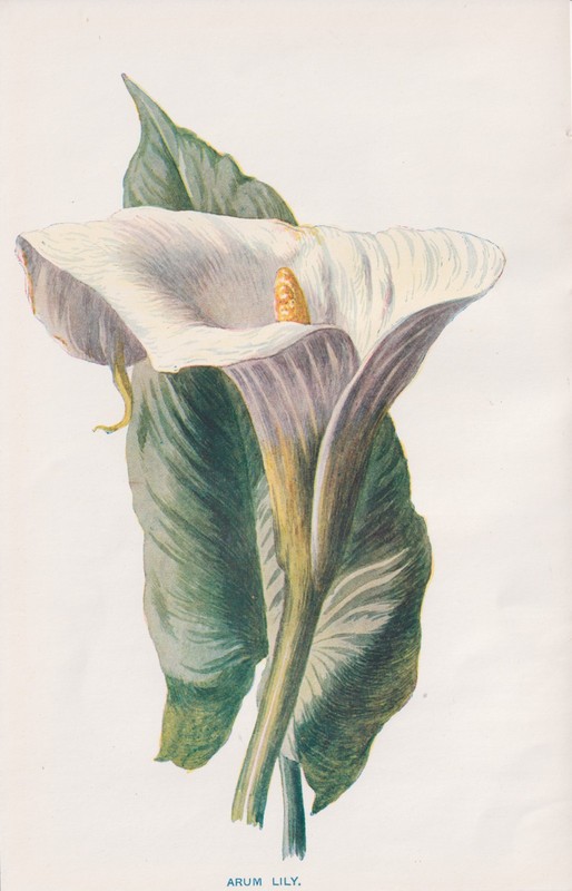 1897 Antique Botanical Lithograph ARUM LILY CALLA LILY Flower Botany by Hulme