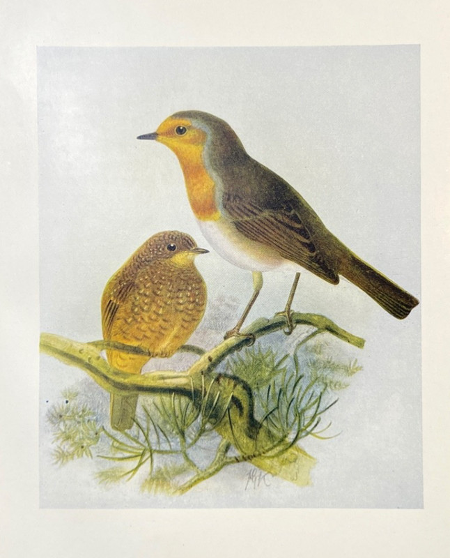 Antique Bird Print Zoological Color Illustration Plate European Robin