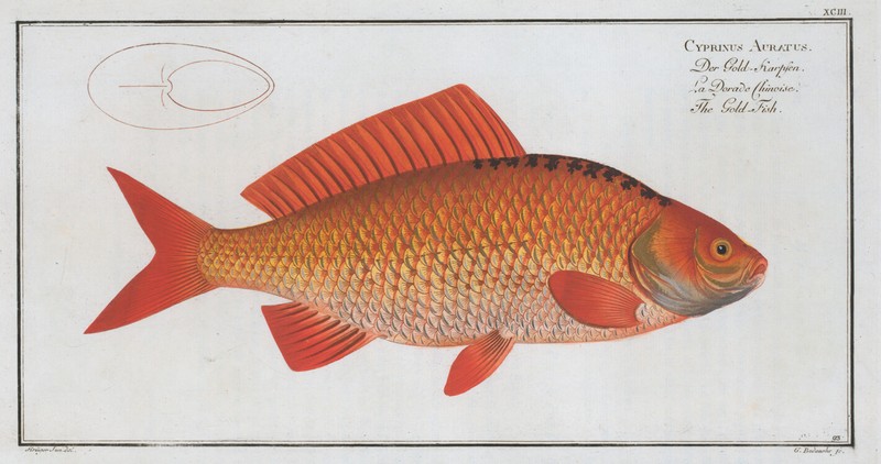 Marcus Bloch 1785 – Plate 093 Cyprinus Auratus, The Gold Fish – 13×19 Repro