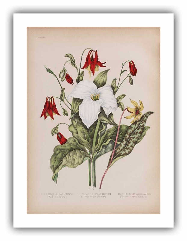 Agnes FitzGibbon : «Columbine, White Trillium» (1869) — Giclee Fine Art Print