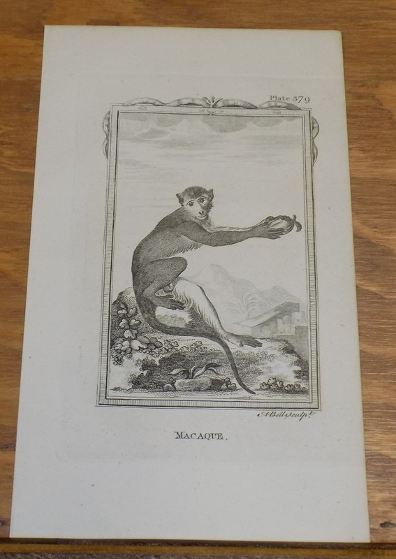 c1800 Antique Print of Types of Apes & Monkey’s///MACAQUE