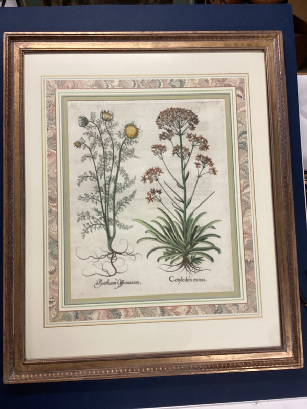 Basilius Besler Original 1613 Copper Plate Engraving Great Frame Job