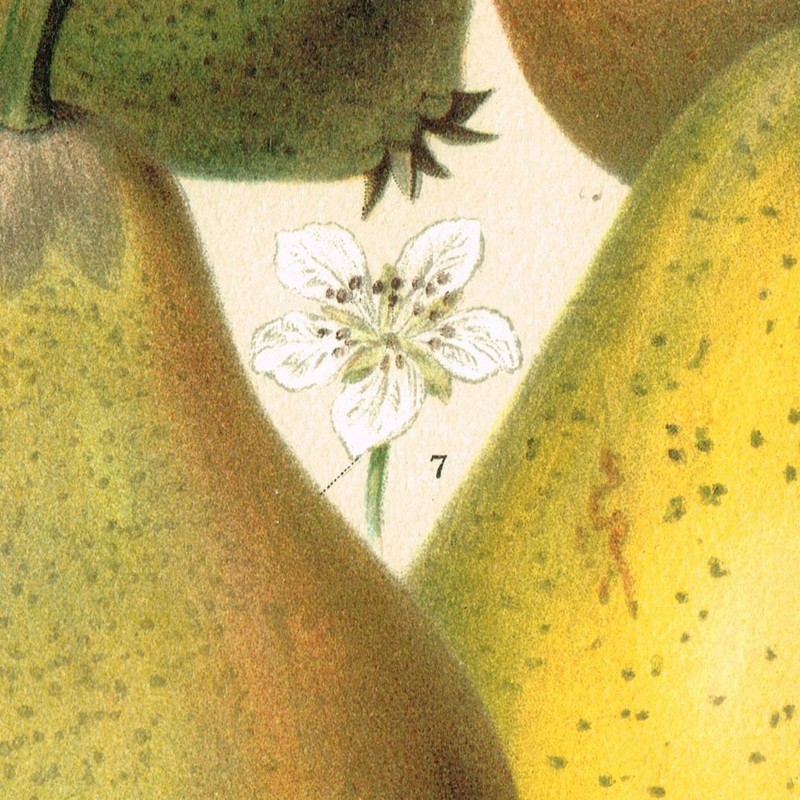 PEARS Pyrus Antique Print 1890 Original Lithography 19 century Kitchen Wall Art gallery