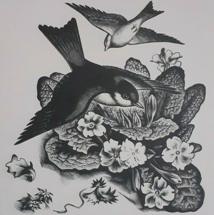 BIRDS (Blue-Tits?) & PRIMROSES : 1936 Print of a Woodcut By A. MILLER-PARKER