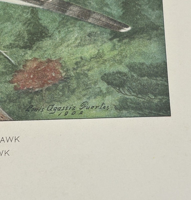 Red Tailed & Cooper’s Hawk by Louis Agassiz Fuertes Original Print Bird Art gallery