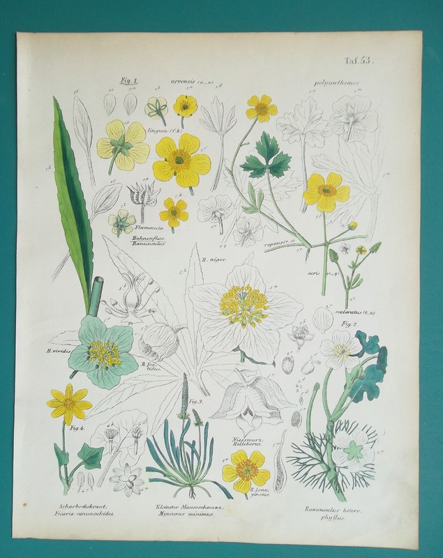 FLOWERS Plants Hellebore Mousetail Celandine Buttercup etc – 1845 COLOR Print