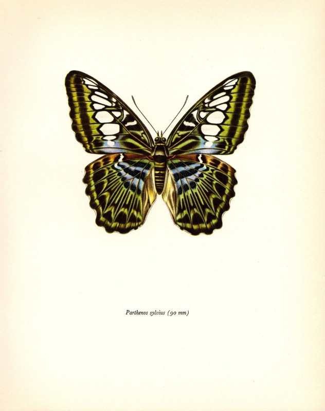 1963 Vintage PROCHAZKA BUTTERFLY «THE CLIPPER SYLVIUS» COLOR offset Lithograph