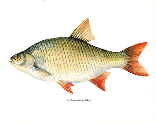 EUROPEAN RUDD ~ Antique 1960s Freshwater Sport Game Fishing Fisherman Art Print