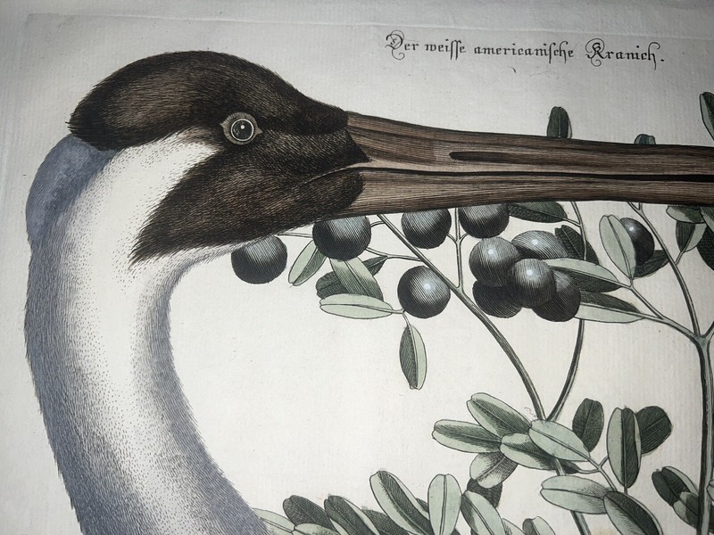 Antique Engraving Pl. 50 Mark Catesby Seligmann C1750 Hand Colored Bird Crane