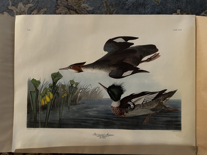 John James Audubon Reproduction Portfolio Birds Set 21 X 16 Includes Five Prints gallery