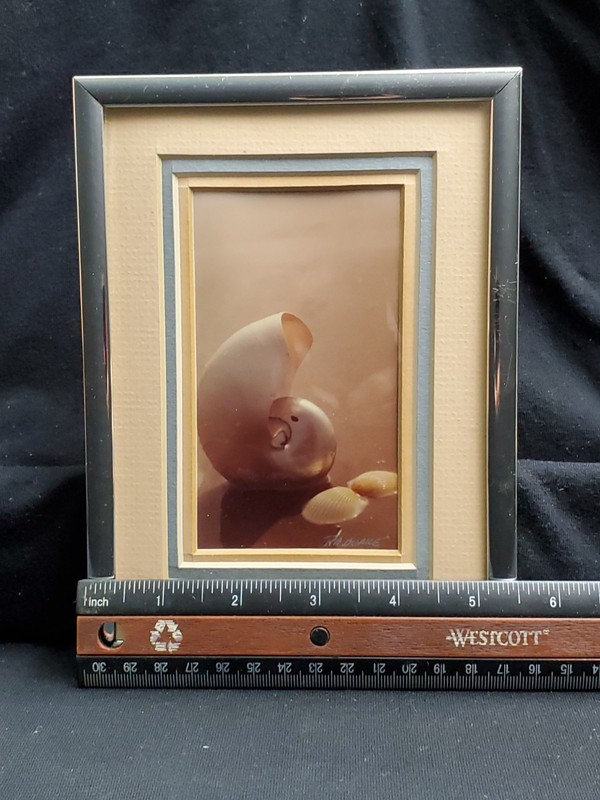 Ruth Burke Original Photo Nautilus Sea Shells Seabrook TX Signed Framed Art gallery
