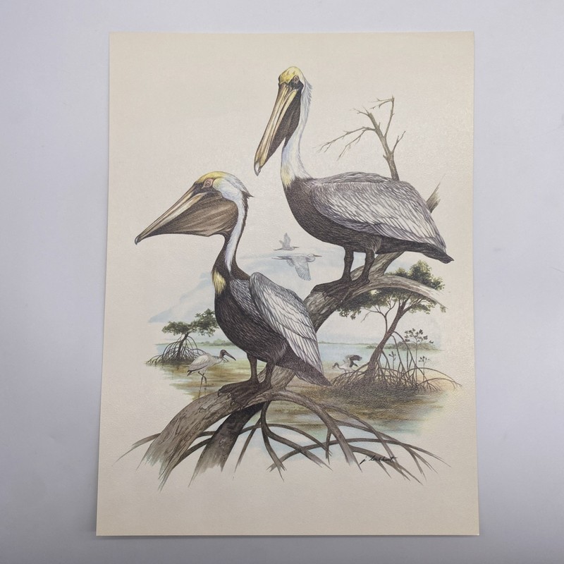 Pelican Birds Vintage Art Print By J Lockhart 8 x 11 Unframed