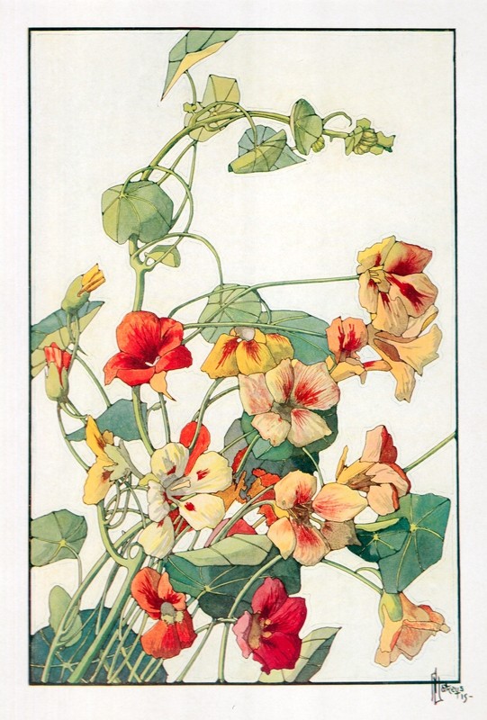Vintage Floral Print, Nasturtiums, Keramic Studio 1916 botanical art 13×10