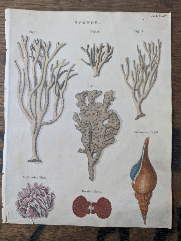 Antique c1815 Natural HistoryPrint Hand Coloured Engraving Sea Creature Sponge