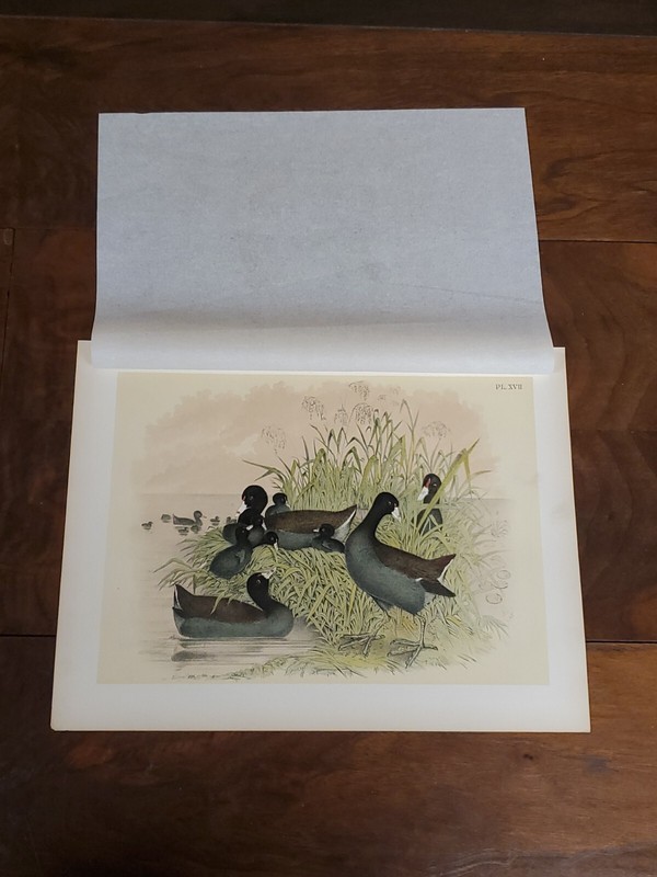 Cinereous Coot Lithograph by Theodore Jasper 1881, Studer's North Amer. Birds gallery
