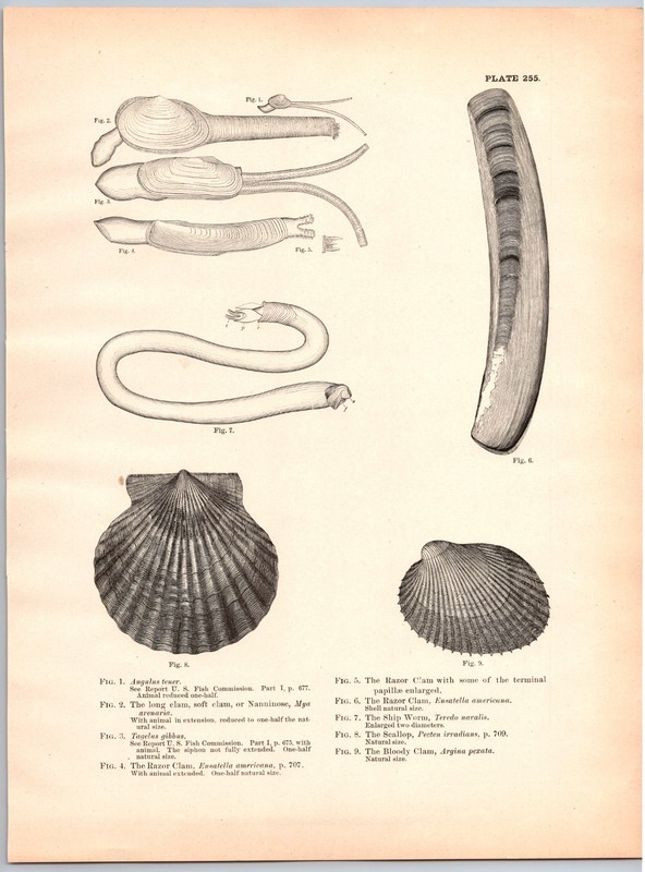 1884 Fish Print, Soft Clam, Razor Clam, Ship Worm, Bloody Clam, Vintage Print