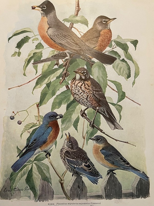 Birds of NY Robin Bluebird Color Plate Print rt Louis Agassiz Fuertes 1914