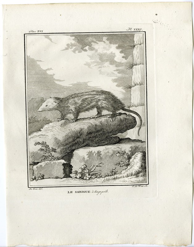 Antique Print-OPOSSUM-SARIGUE A LONGS POILS-PL. 26-de Vries-Buffon-1785