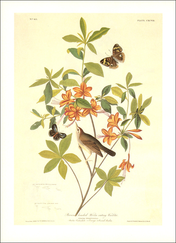 1997 Vintage Print Warbler Bird Butterfly Flower Art Illustration Image Audubon
