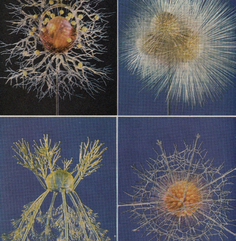 Glass Models Of Sea Life Marine Biology Art 1948 Vintage Color Print