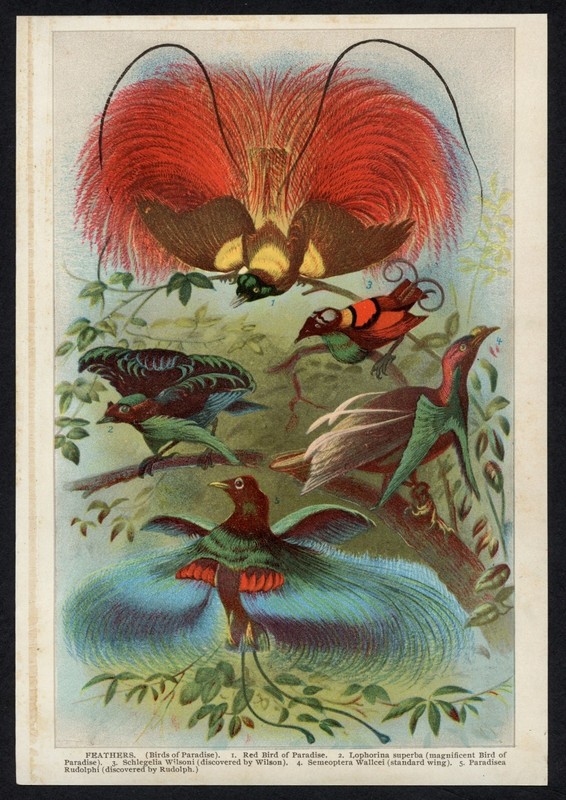 Antique 1903 Birds of Paradise Color Lithograph Vintage Natural History Print