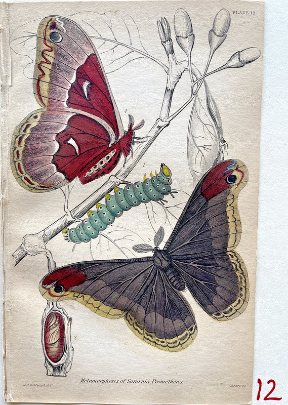 1836 Jardine/Lizars NATURALIST’S LIBRARY Hand-Colored Print #12 Prometheus Moths