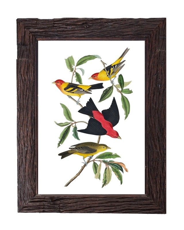 Vintage Bird Illustration Tanager 5×7 Wall Art Print John James Audubon