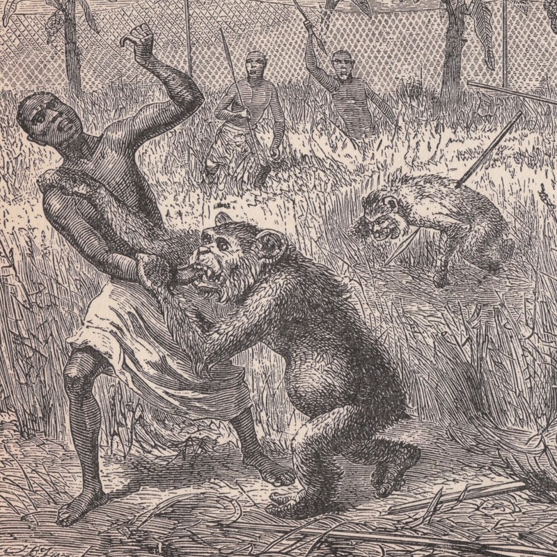 Vintage «Native Hunters Killing Sokos» Illustration Print African Cryptid Ape