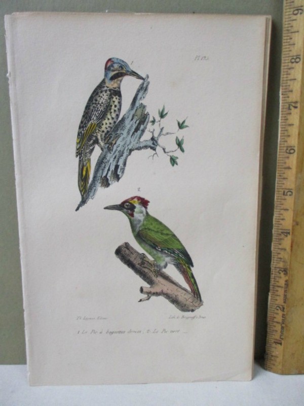 Vintage Print,LE PIE BAGUETTES,LE PIE VERT,Bird,BUFFON,1707-88,c1828