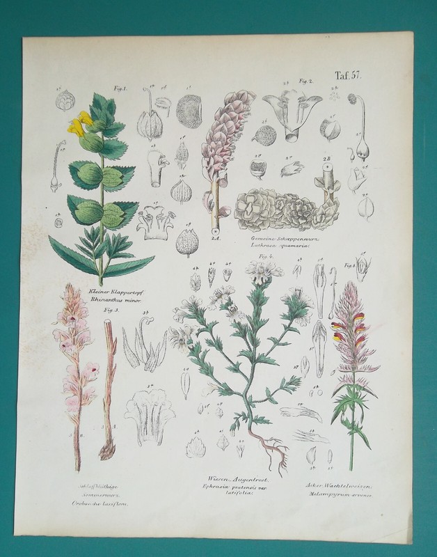 FLOWERS Plants Yellow Rattle Toothwort Eyebright Cow Wheat -1845 COLOR Print