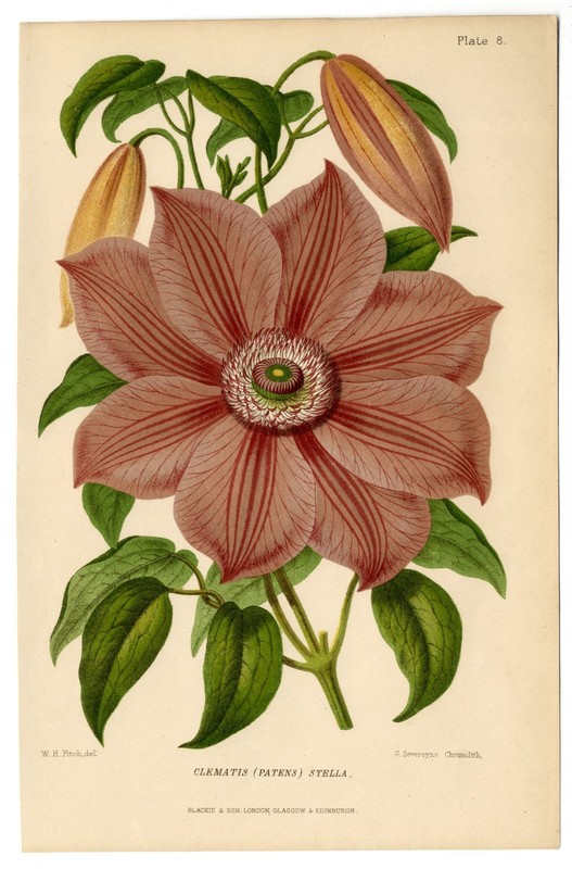 Clematis Botanical Antique Print 1878 WH Fitch G Severeyns Gardeners Assistant