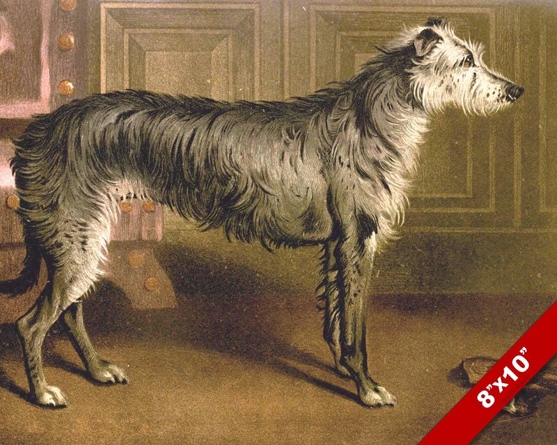 DEERHOUND IN HOME PET DOG ANIMAL PORTRAIT ART PAINTING PRINT ON REAL CANVAS