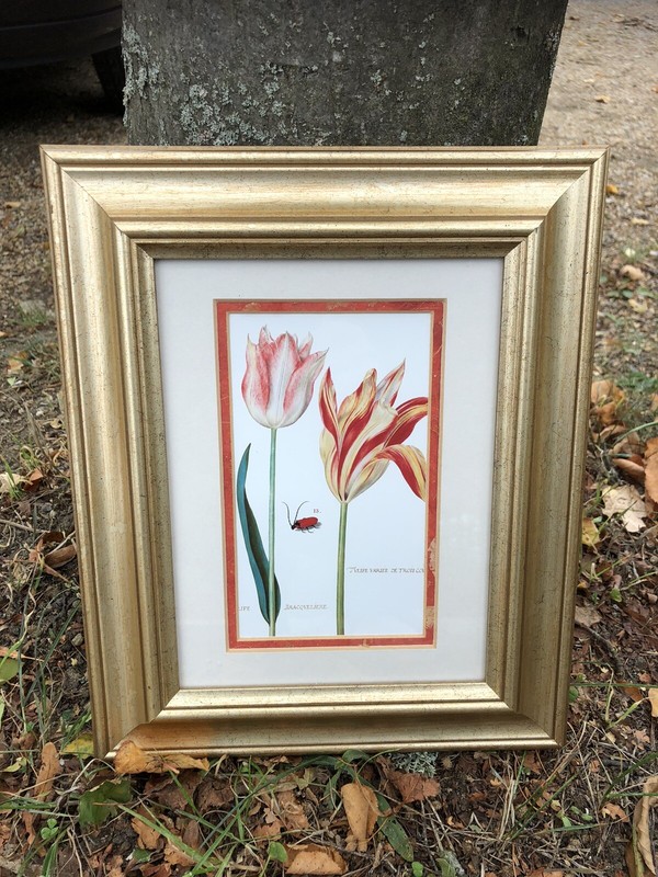 Framed Daniel Rabel Floral Reproduction Poster Print Picture Tulips 22x27 Cms