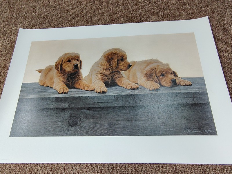 ANIMAL THERAPY Painting RESCUE CLINIC print Realism WALL ART pet DOG CUTE FLUFFY