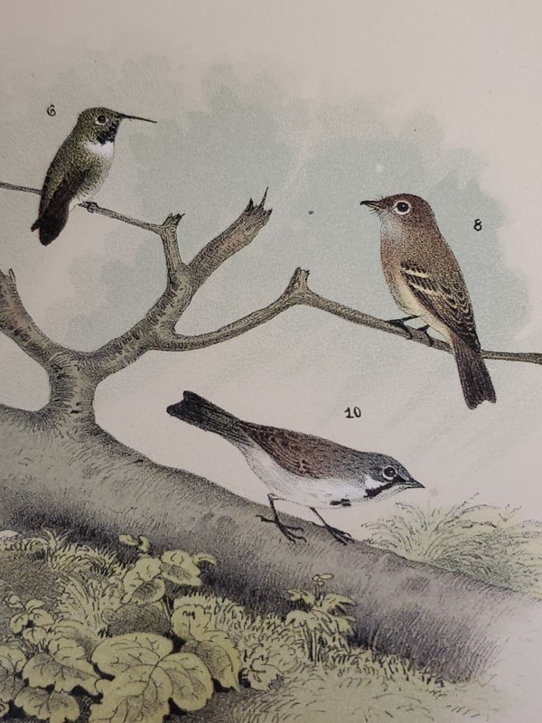 Greenlet/Finch Lithograph by Theodore Jasper / 1881, Studer's N. American Birds
