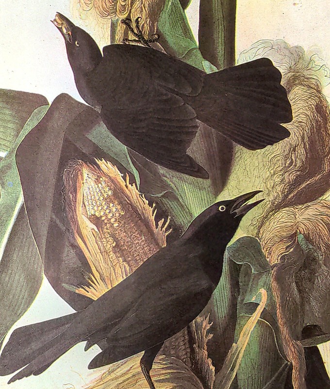 John James Audubon COMMON GRACKLE Birds Vintage Art Book Plate 104
