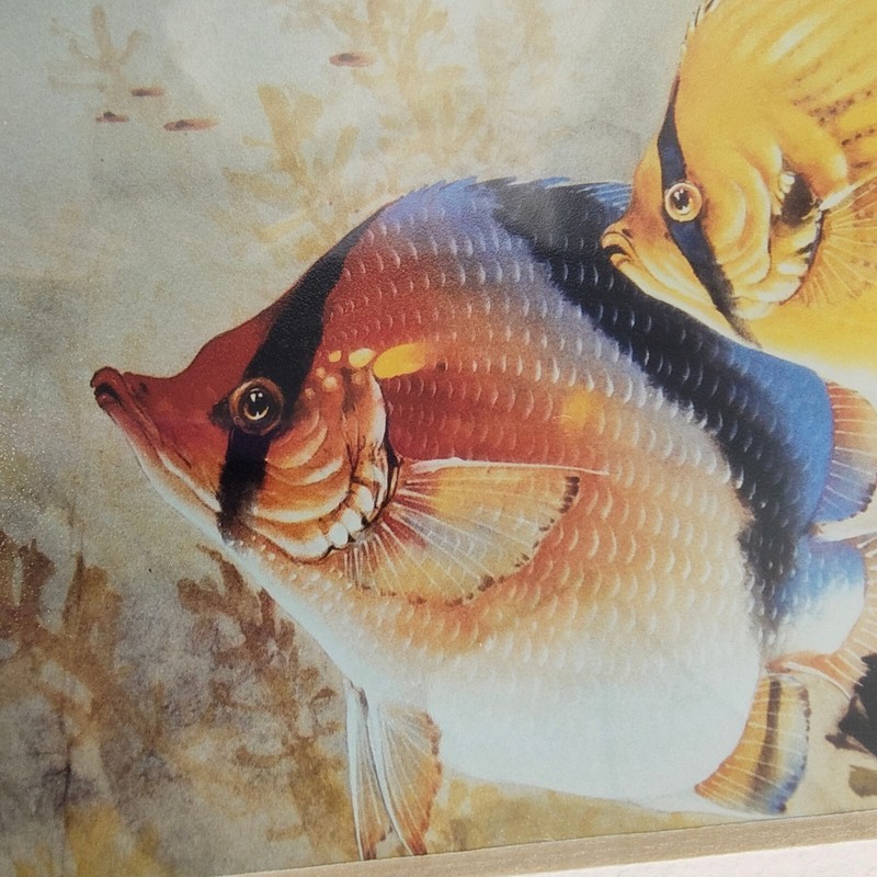 Vintage Yun Shan Lau Butterfly Fish Chinese Art Print Signed Numbered 28/200 gallery