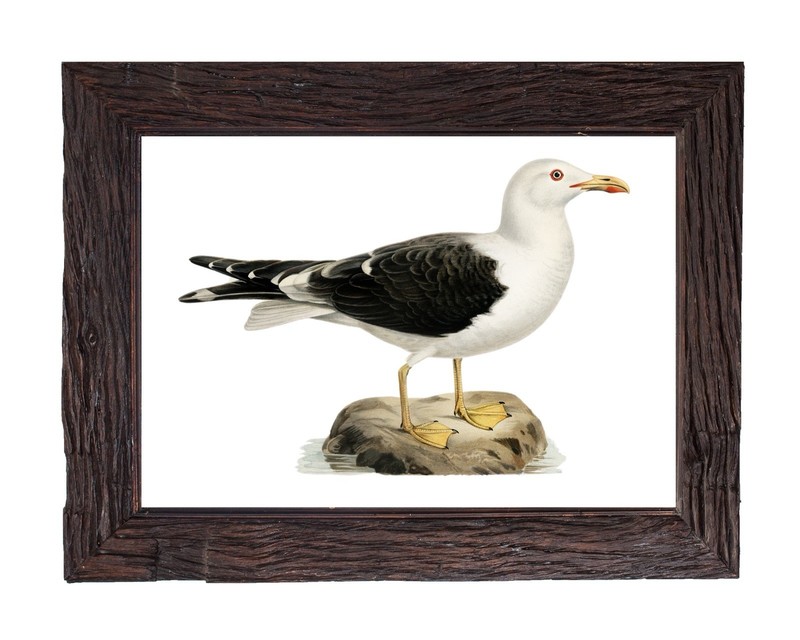 Vintage Seagull Bird Illustration 5×7 Wall Art Print Seagull Art Deco Nautical