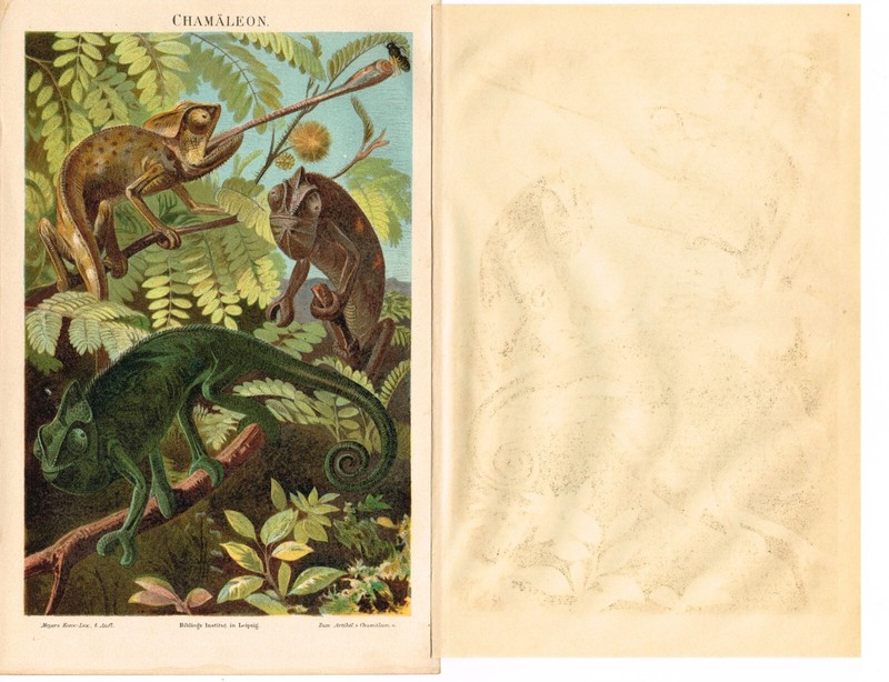 Chameleon 🦎 Print Antique Chromo Lithograph Print 1898 Lizard Geckos gallery