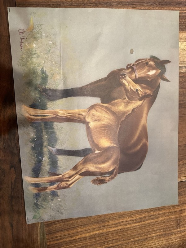 Beautiful 16×20 Horse Picture by CW Anderson-ready To Frame!